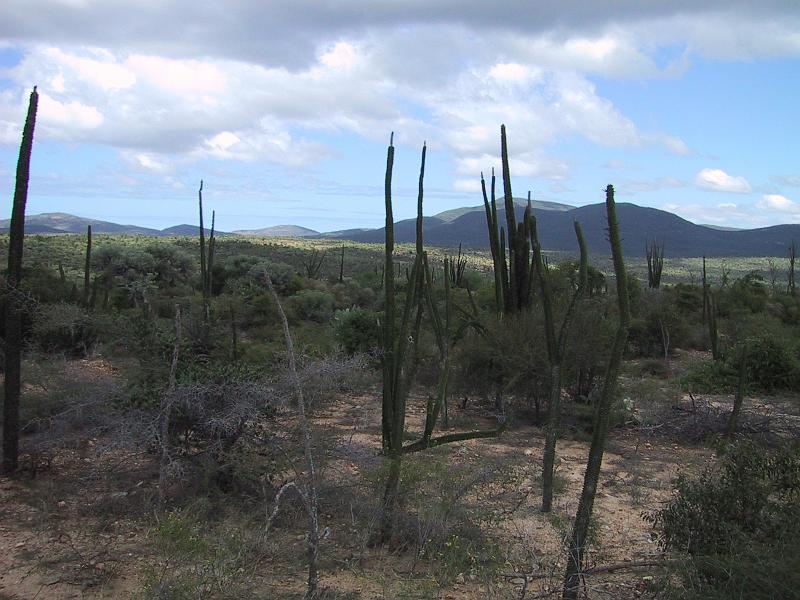 415 Spiny Trees